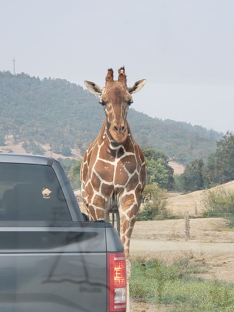 The Drive-Through Experience: Your Car Becomes the Safari Vehicle The Drive-Through Experience: Your Car Becomes the Safari Vehicle