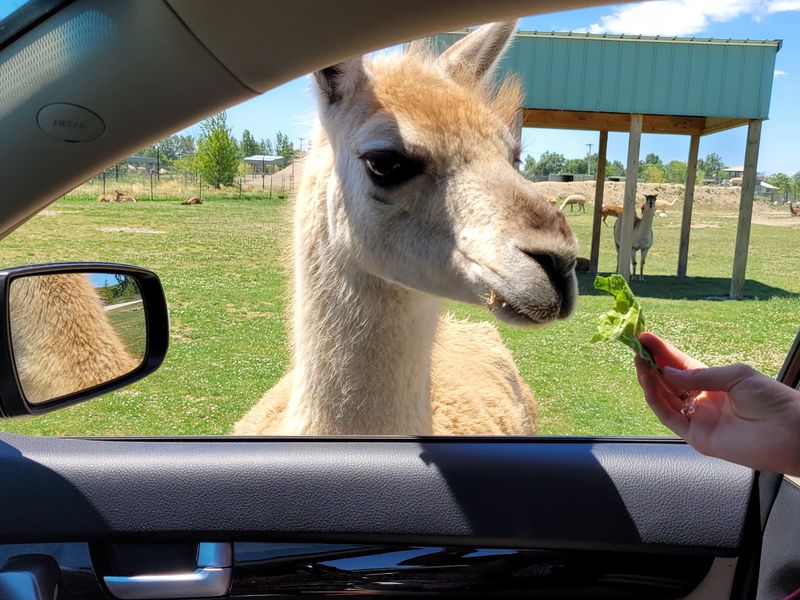 The Drive-Through Safari Experience The Drive-Through Safari Experience