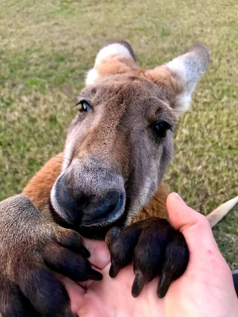 The Exotic Animals That Call This Farm Home The Exotic Animals That Call This Farm Home