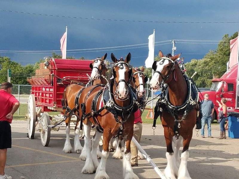 The Fair Queen Contest and Parade: Traditions That Have Lasted Generations