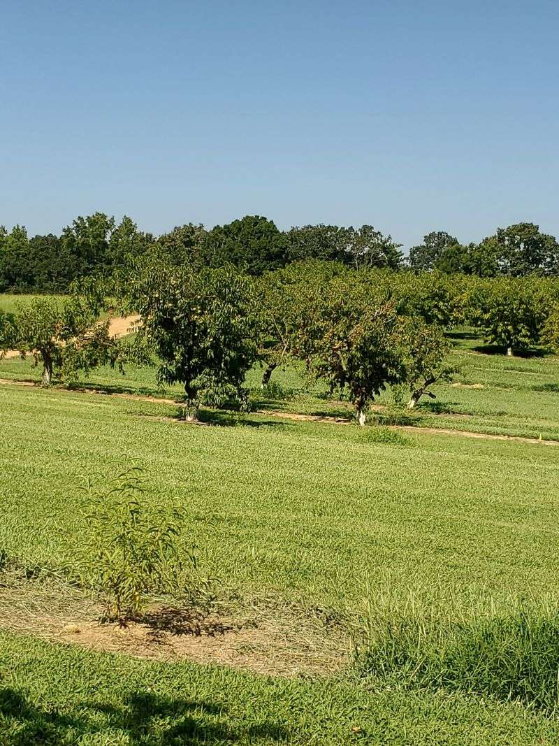 The Famous Hayride Around The Orchard The Famous Hayride Around The Orchard
