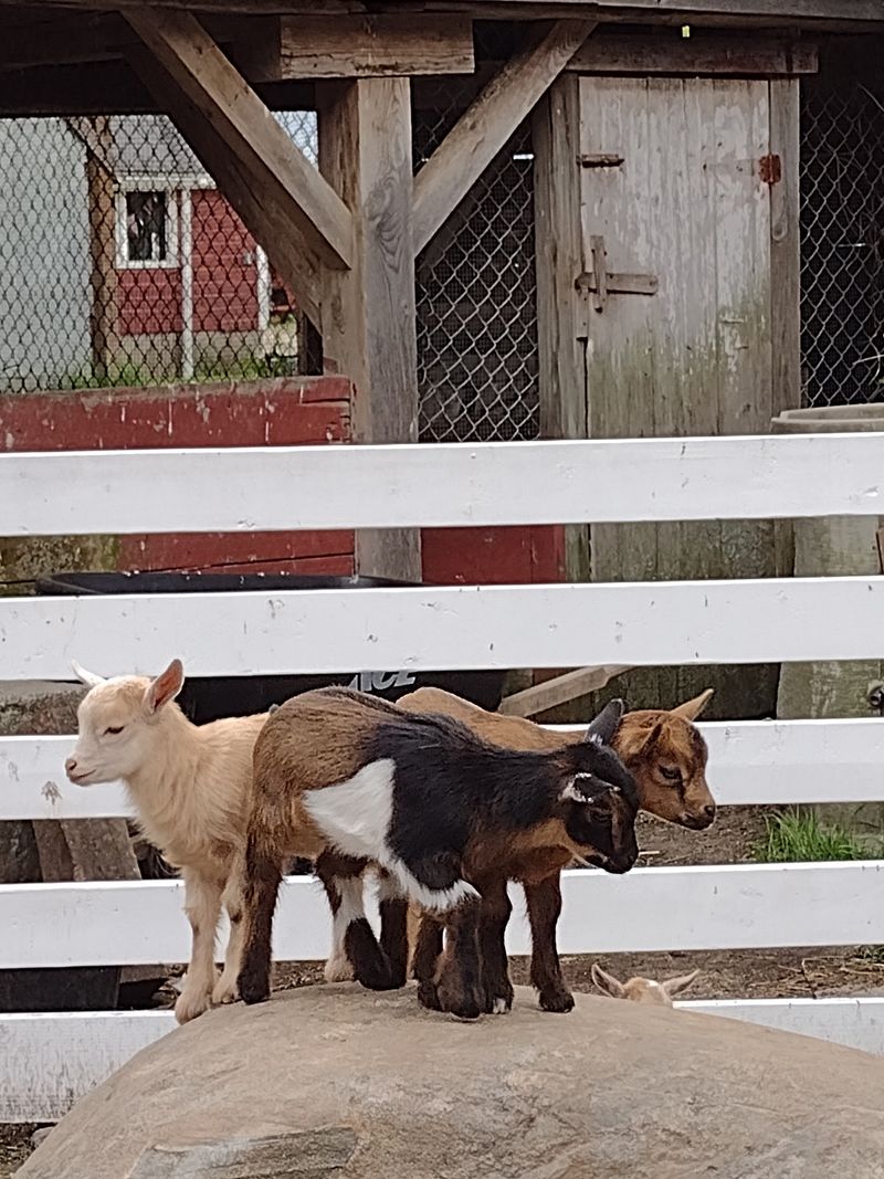 The Farm Animals That Steal the Show Every Time The Farm Animals That Steal the Show Every Time
