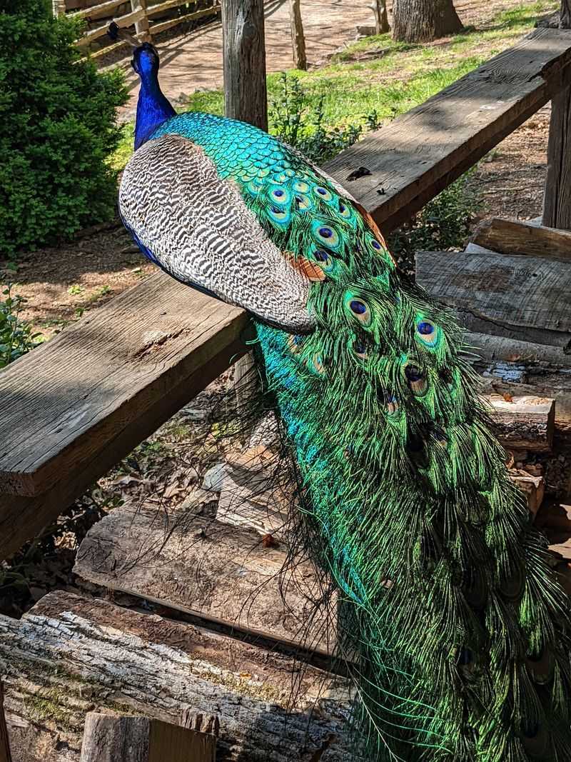 The Feathered and Four-Legged Locals
