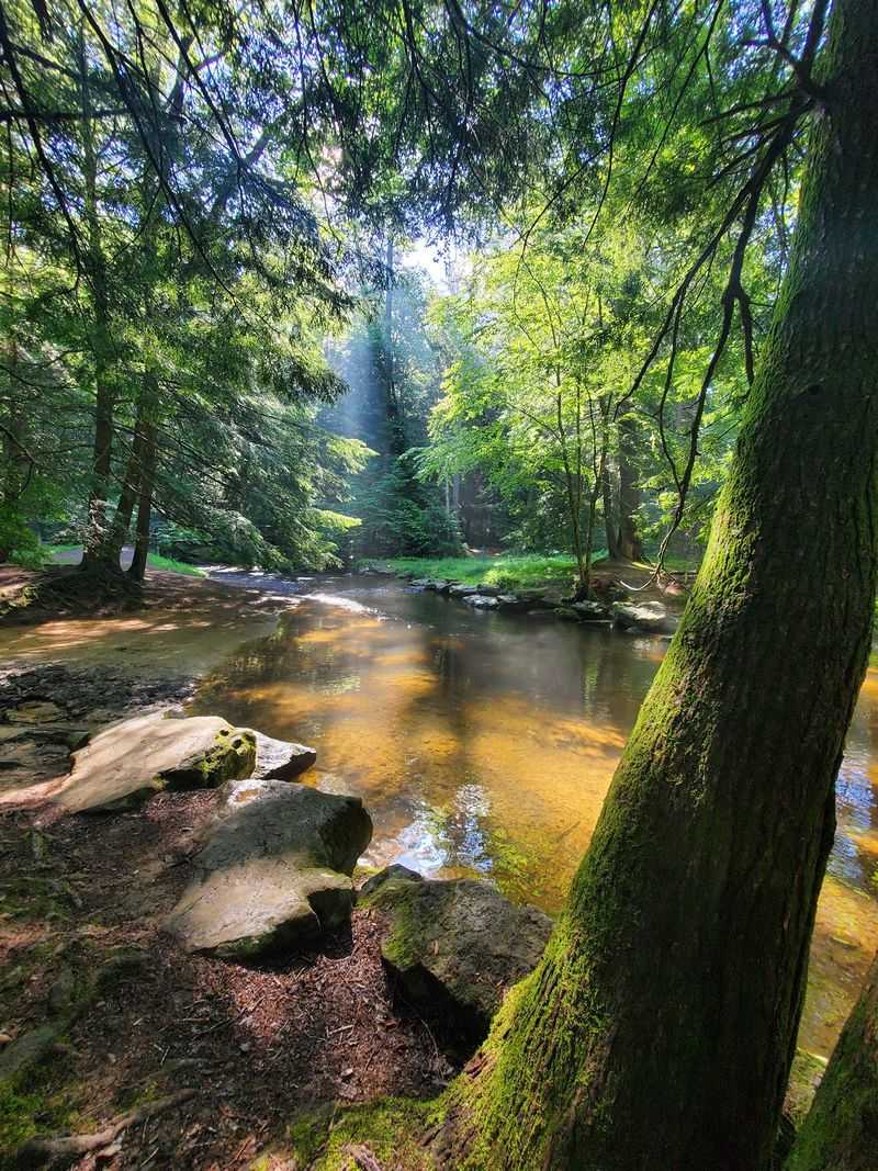The Forest Cathedral: A National Natural Landmark in Every Sense The Forest Cathedral: A National Natural Landmark in Every Sense