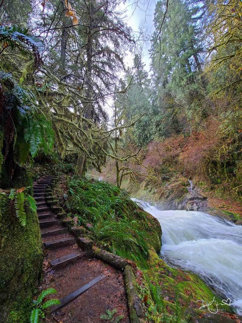 The Forest Setting That Wraps Around You The Forest Setting That Wraps Around You