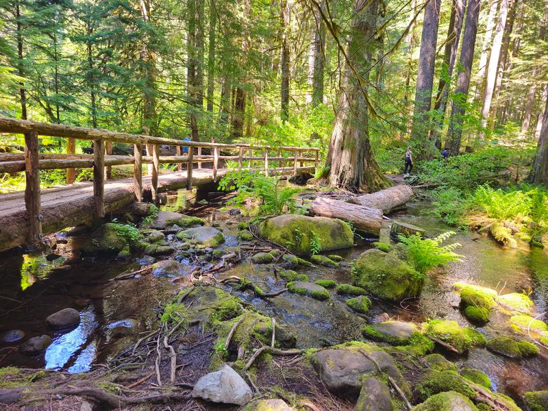 The Forest Walk That Sets the Mood Before You Arrive The Forest Walk That Sets the Mood Before You Arrive