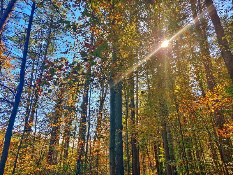 The Forested Setting That Makes Everything Feel Different