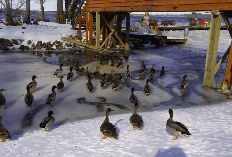 The Furry and Feathered Locals The Furry and Feathered Locals