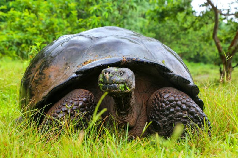 The Galápagos Islands, Ecuador