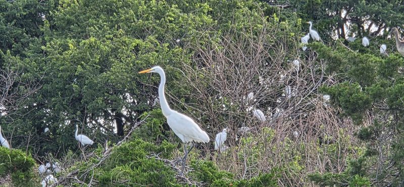 The Gateway Address With A Rookery Surprise The Gateway Address With A Rookery Surprise