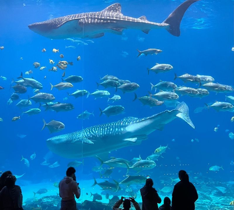 The Georgia Aquarium, Atlanta