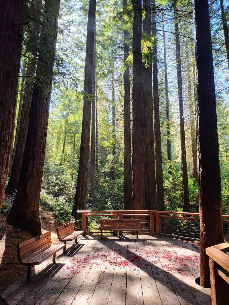 The Giant Sequoia And Redwood Grove Hardly Anyone Expects The Giant Sequoia And Redwood Grove Hardly Anyone Expects