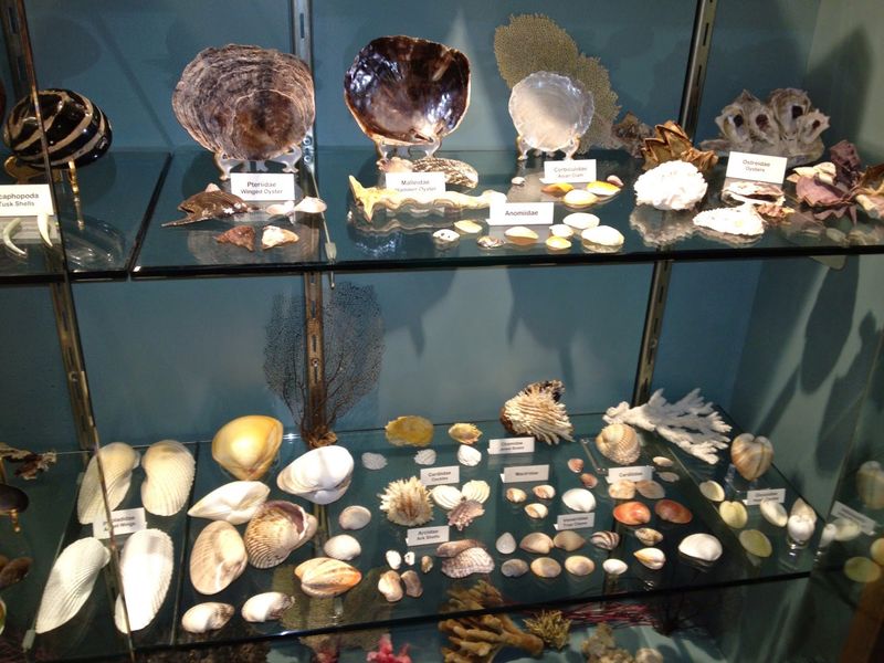 The Gift Shop, the Seashells, and the Small Details That Make the Trip Complete The Gift Shop, the Seashells, and the Small Details That Make the Trip Complete