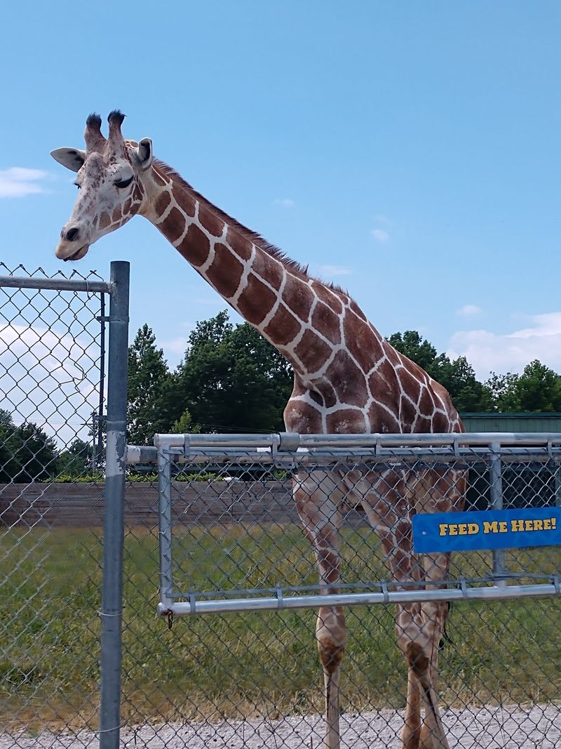 The Giraffes That Reach Right Into Your Window The Giraffes That Reach Right Into Your Window