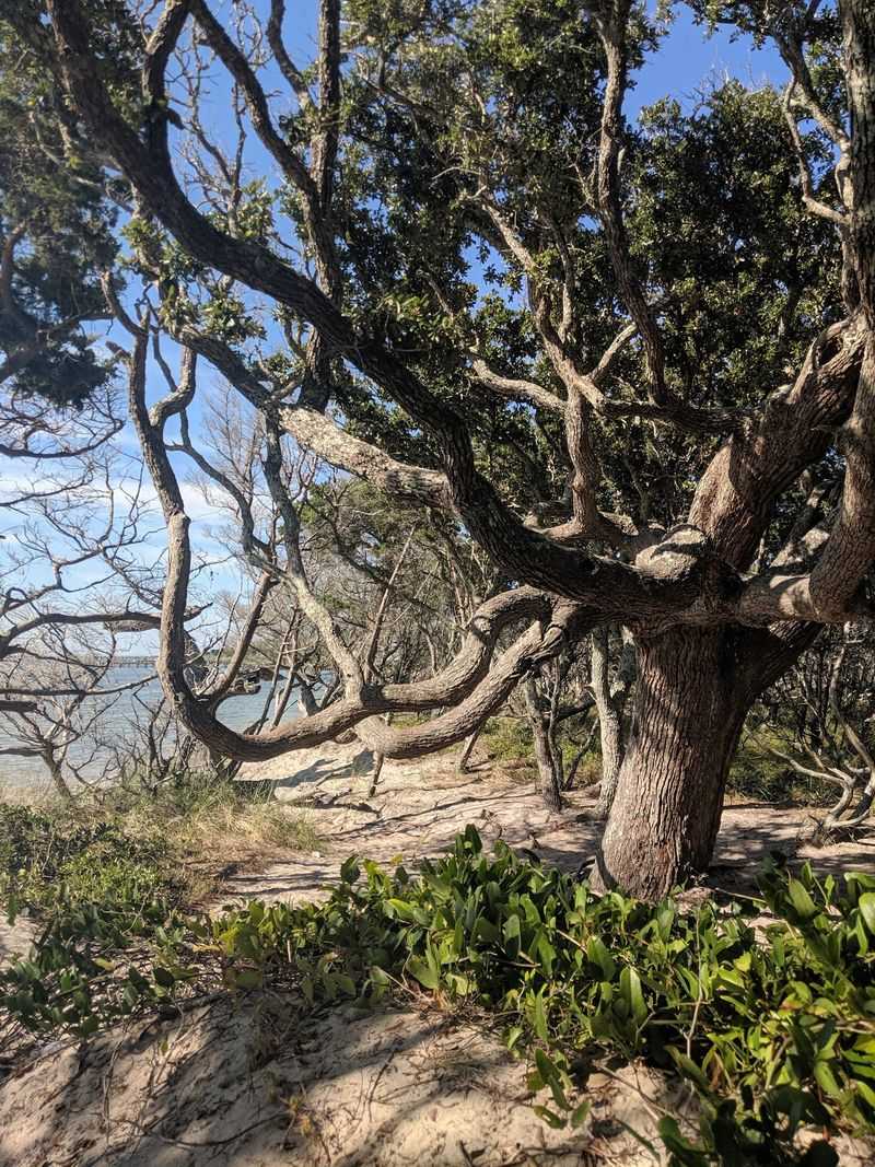 The Gnarled Live Oaks That Steal the Show
