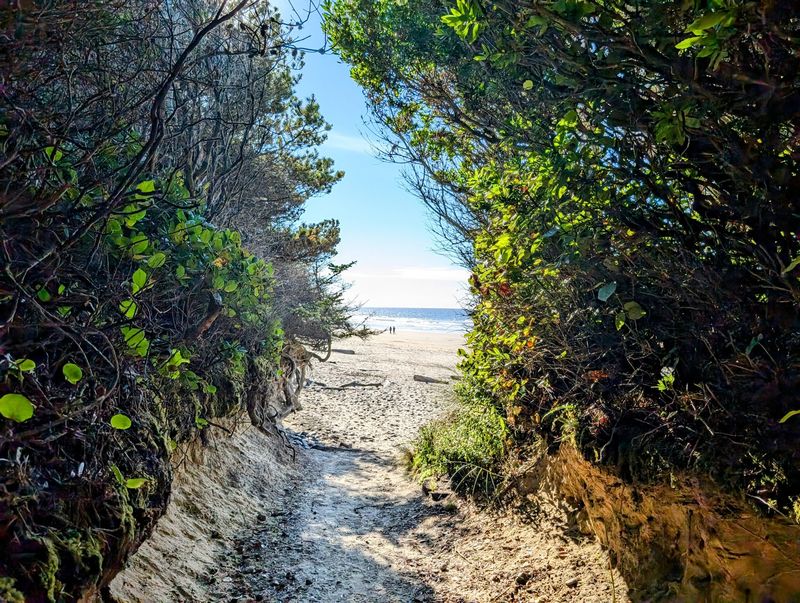 The Half-Mile Forest Walk That Changes Everything The Half-Mile Forest Walk That Changes Everything