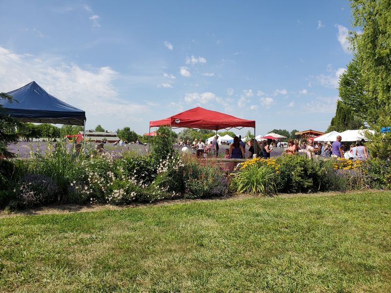 The Harvest Festival: Purple Fields, Live Music, and a Full Day of Fun