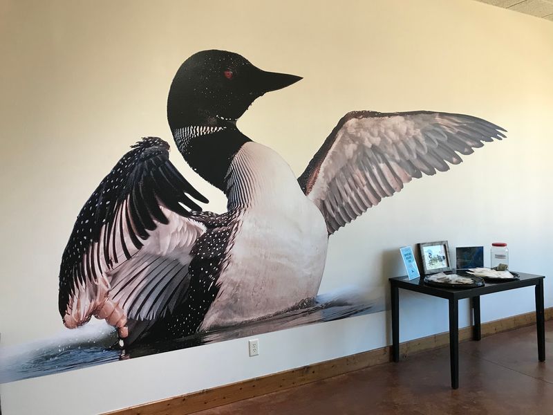 The Haunting Call That Makes Loons Unforgettable The Haunting Call That Makes Loons Unforgettable