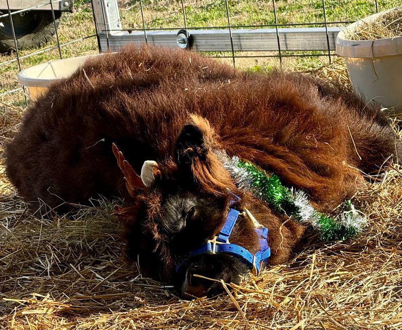 The Highland Cattle Breed and Why Everyone Loves Them The Highland Cattle Breed and Why Everyone Loves Them