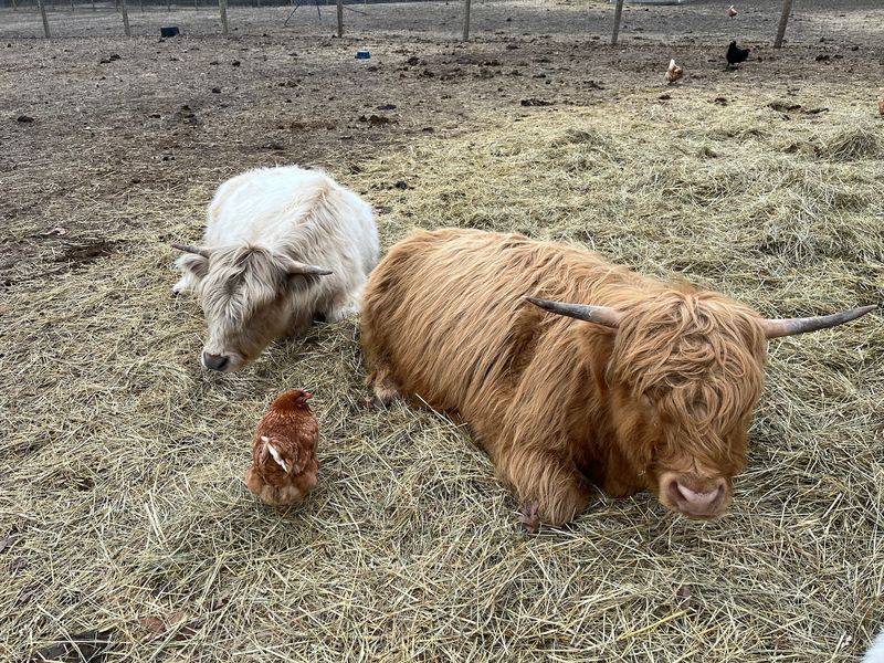 The Highland Cows That Stole Everyone's Hearts The Highland Cows That Stole Everyone's Hearts