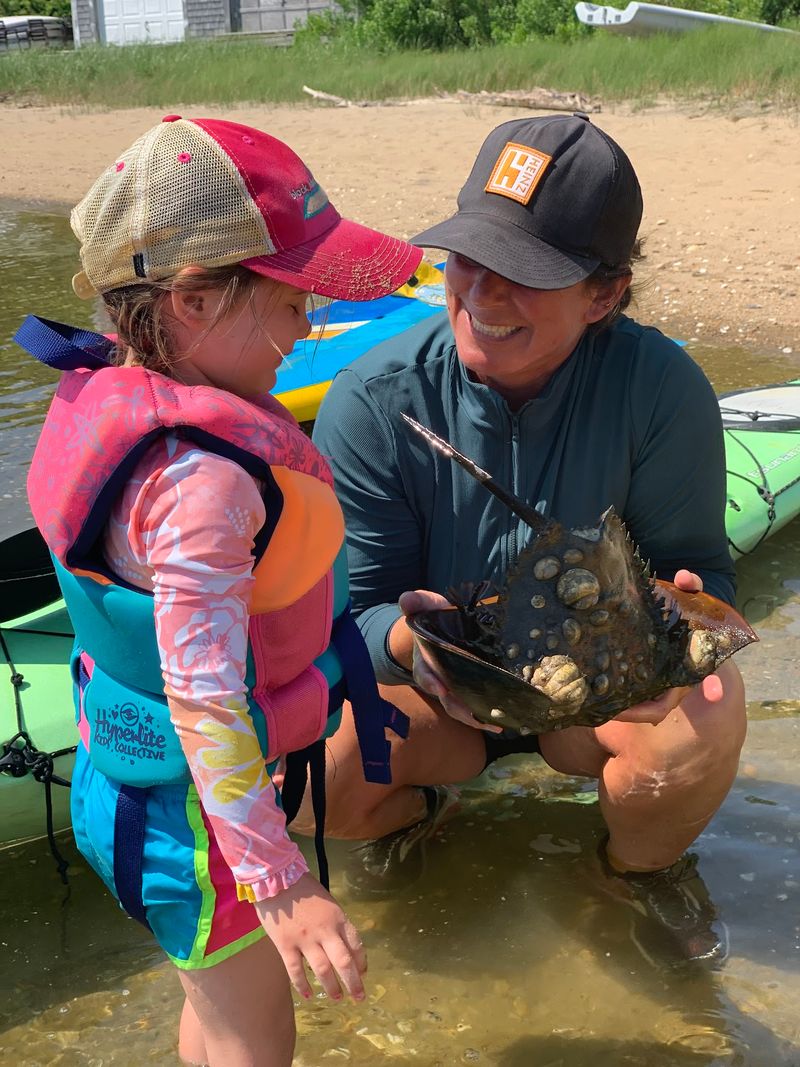 The Horseshoe Crab Moment That Nobody Forgets The Horseshoe Crab Moment That Nobody Forgets