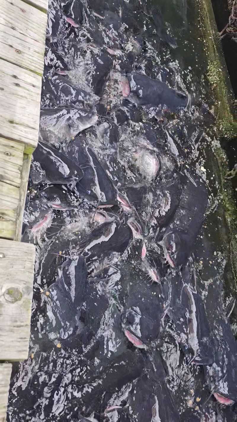 The Ice Cream Counter and the Catfish Below The Ice Cream Counter and the Catfish Below