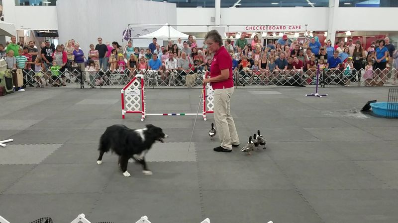 The Incredible Dog Show: Canine Athletes in Action