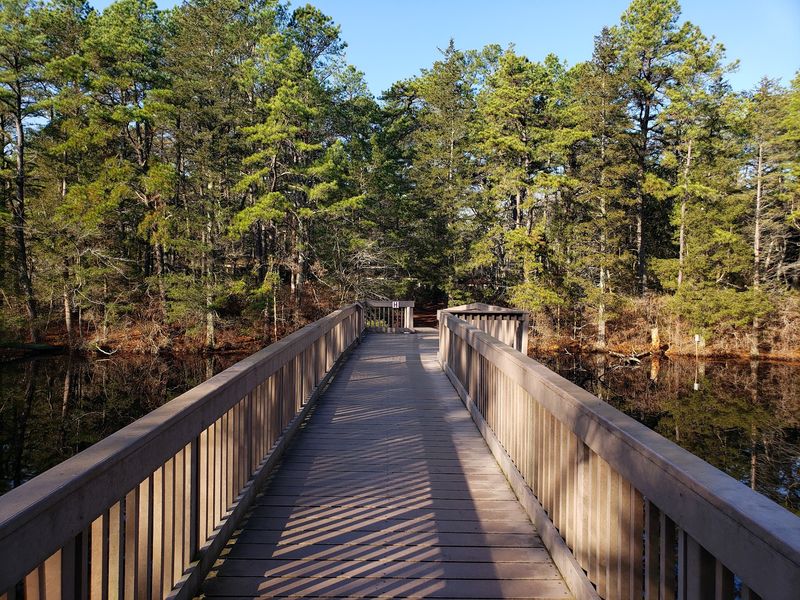 The Lake Bridge And Pinelands Setting The Lake Bridge And Pinelands Setting