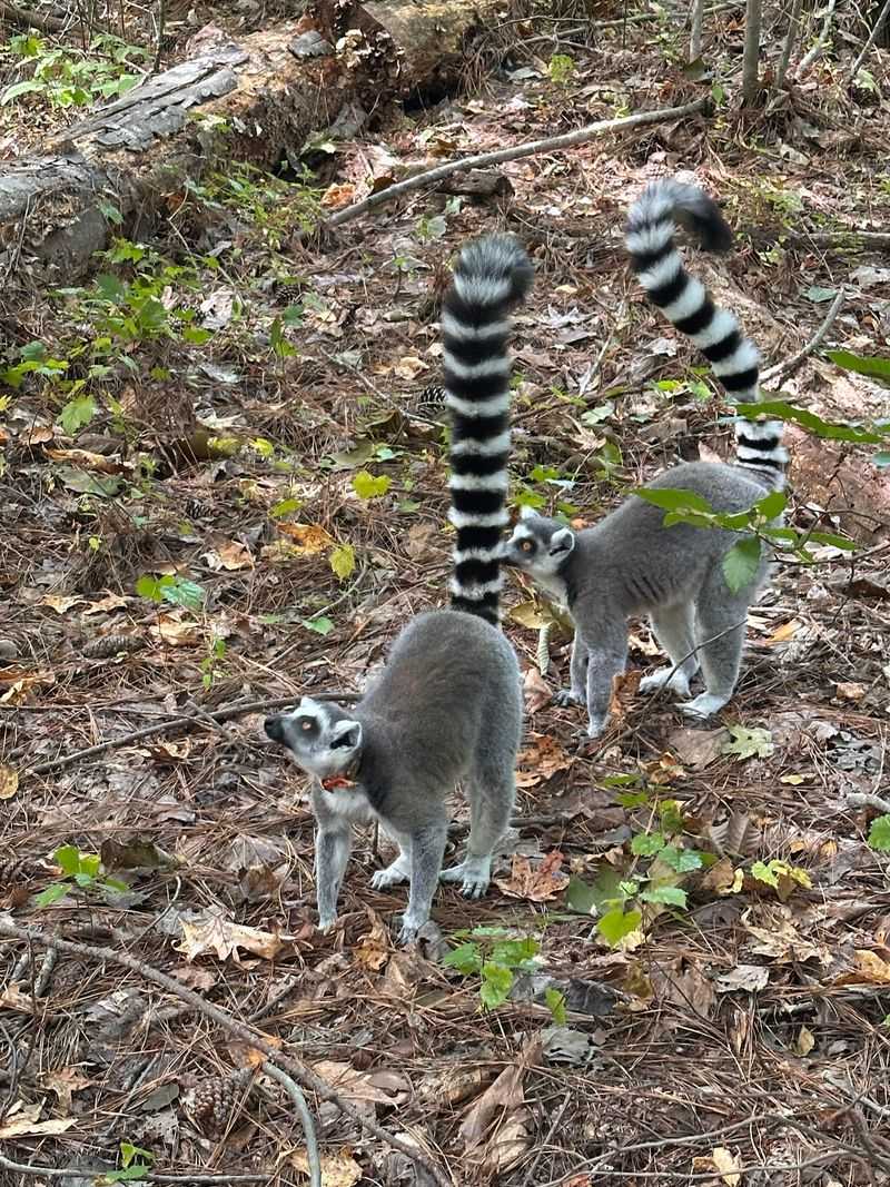 The Largest Lemur Collection Outside Madagascar The Largest Lemur Collection Outside Madagascar