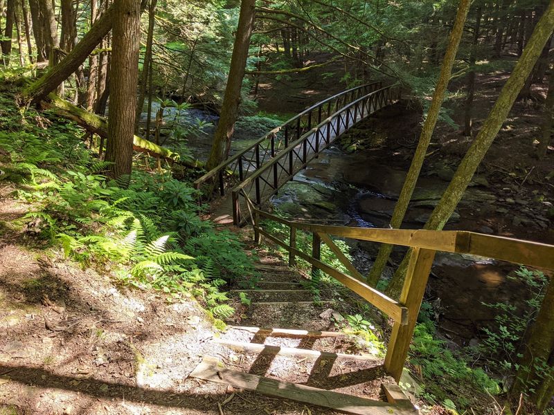 The Lasting Pull of a Forest That Refuses to Be Forgotten The Lasting Pull of a Forest That Refuses to Be Forgotten