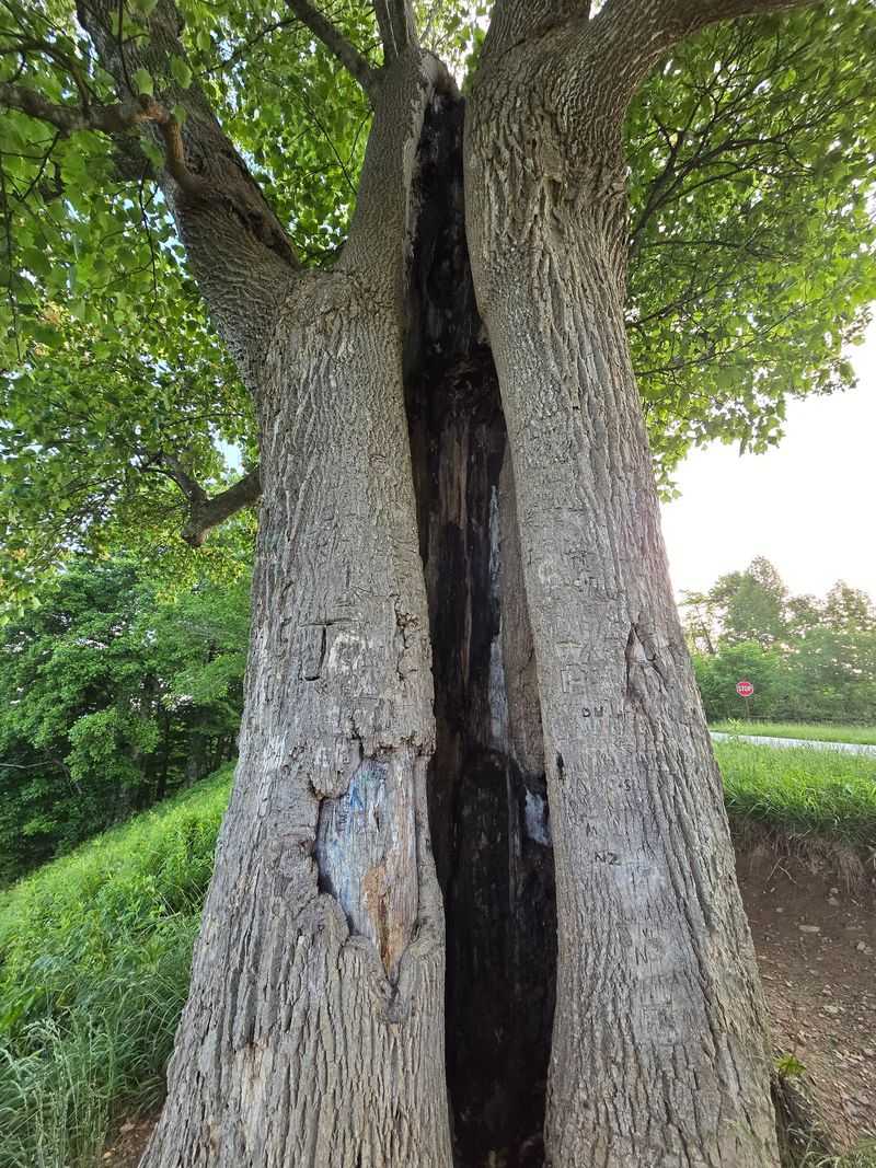 The Lightning-Struck Tree and Other Small Wonders