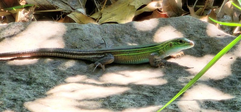 The Lizards Nobody Knew Illinois Had The Lizards Nobody Knew Illinois Had
