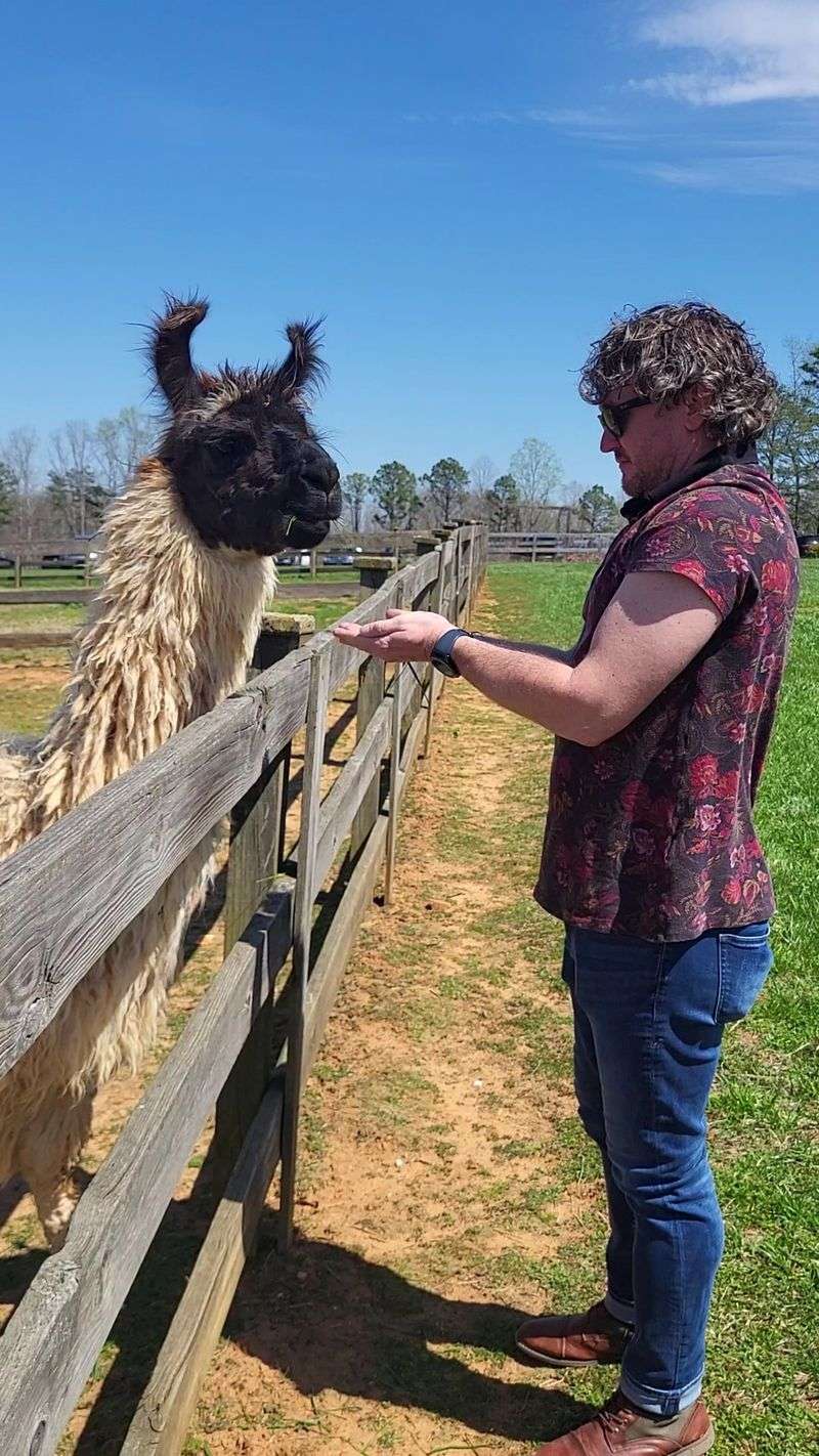 The Llama Trek That Steals the Show The Llama Trek That Steals the Show