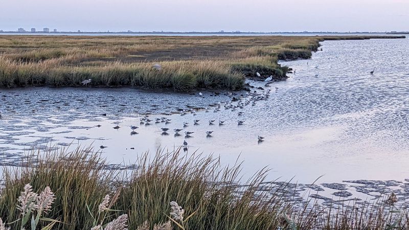 The Long Coastal Setting Behind The Bird Count The Long Coastal Setting Behind The Bird Count