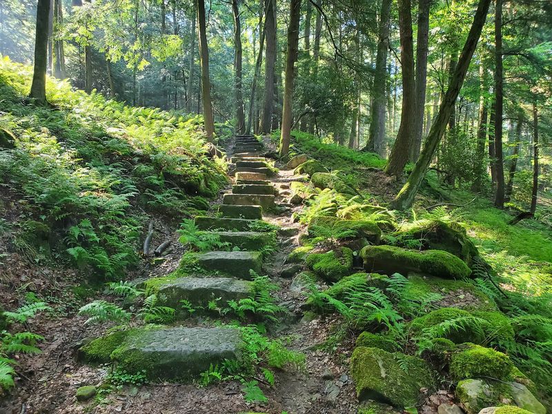 The Longfellow Trail and the Best Paths Through the Ancient Canopy The Longfellow Trail and the Best Paths Through the Ancient Canopy
