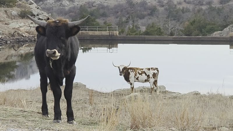 The Longhorn Herd That Has Called This Place Home for Over a Century The Longhorn Herd That Has Called This Place Home for Over a Century