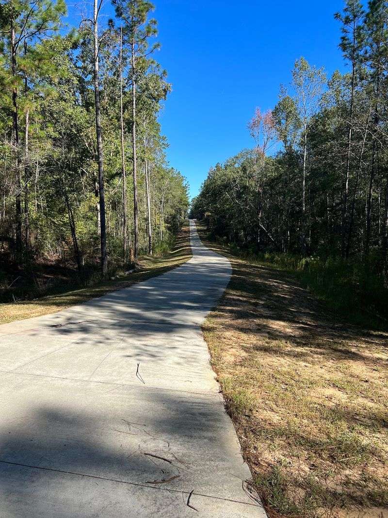 The Longleaf Pine Forest Setting The Longleaf Pine Forest Setting
