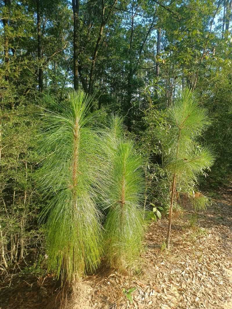 The Longleaf Pine Legacy The Longleaf Pine Legacy