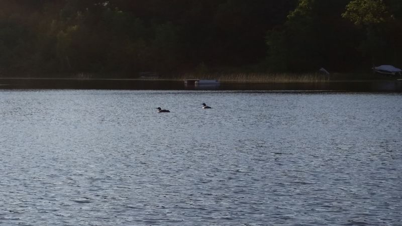 The Loons That Live Here The Loons That Live Here