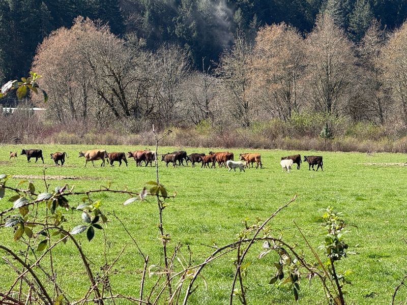 The Manning Trailhead: Cows, Cricket, and Fruit Trees The Manning Trailhead: Cows, Cricket, and Fruit Trees