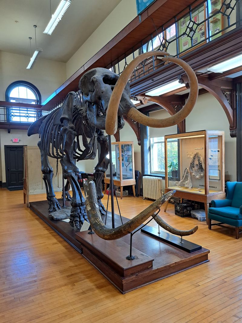 The Mastodon In The Room The Mastodon In The Room