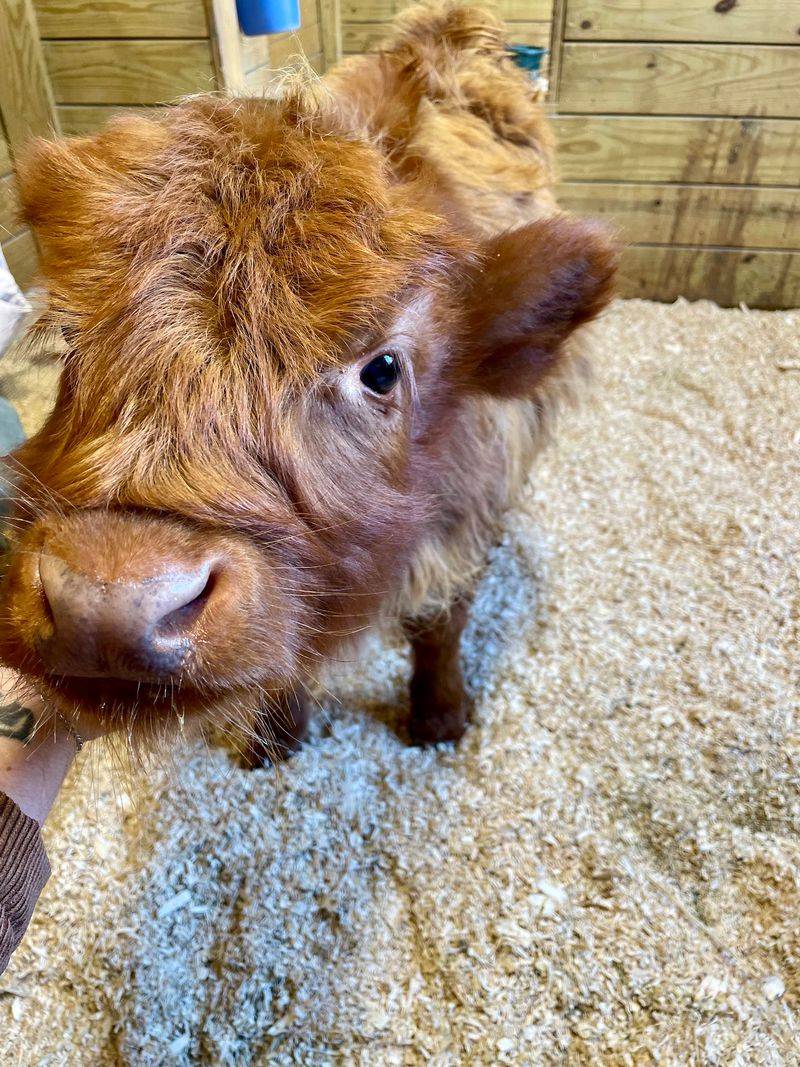 The Mini Highland Cow That Steals the Calendar Spot The Mini Highland Cow That Steals the Calendar Spot