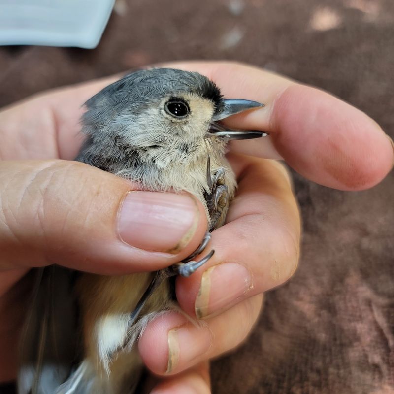 The Mission Behind Every Rescued Bird