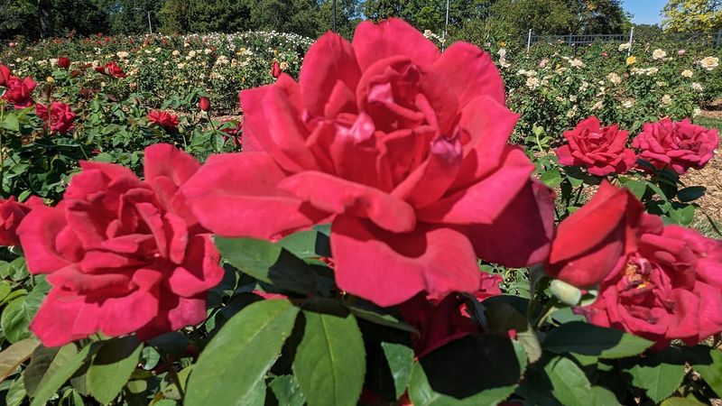 The National Test Garden Status That Sets It Apart The National Test Garden Status That Sets It Apart
