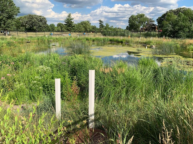 The Native Plants and Wildlife That Surround the Pool The Native Plants and Wildlife That Surround the Pool