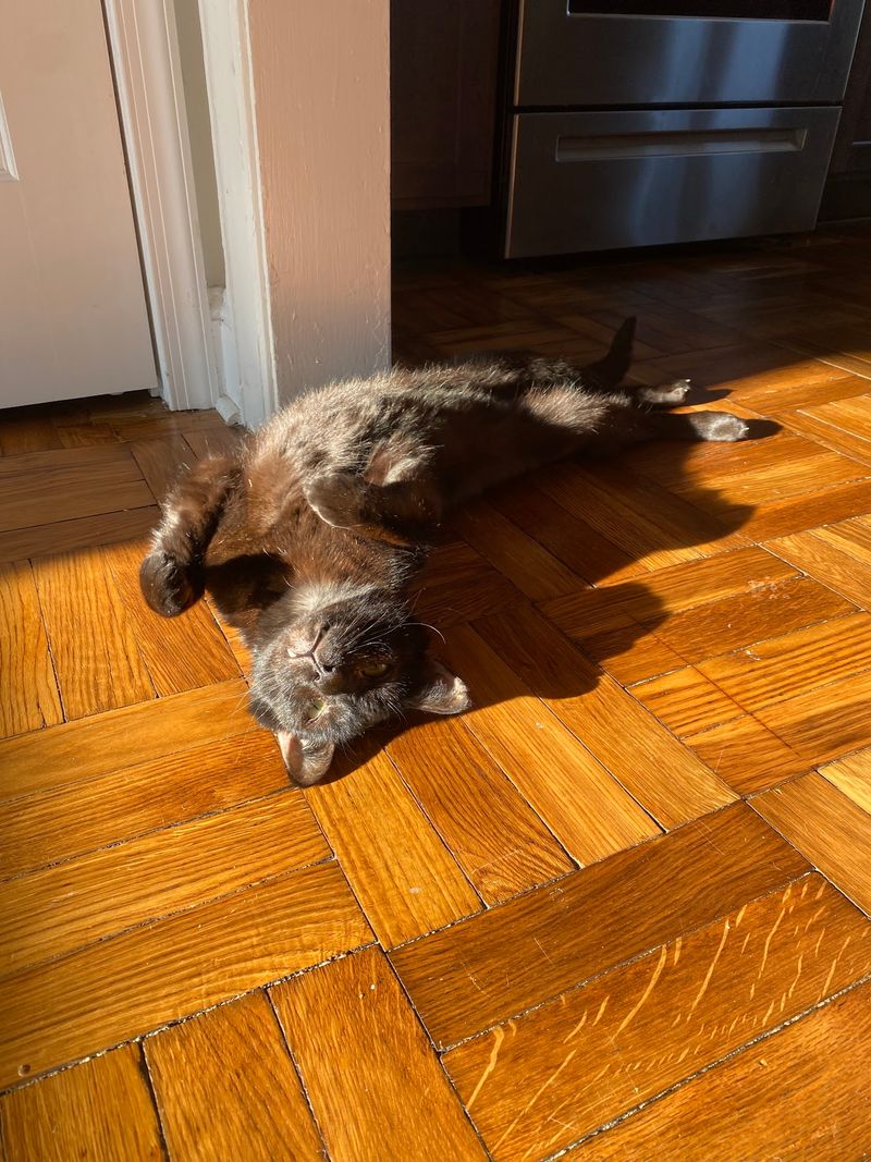 The No-Kill Philosophy Explained The No-Kill Philosophy Explained
