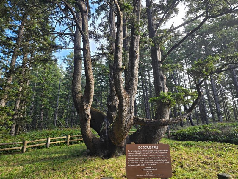 The Octopus Tree: A Living Wonder You Cannot Miss The Octopus Tree: A Living Wonder You Cannot Miss