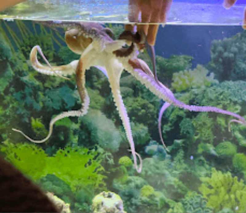 The Octopus With a Personality The Octopus With a Personality