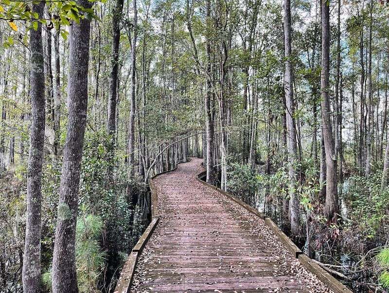 The Okefenokee Swamp and Stephen C. Foster State Park, Fargo