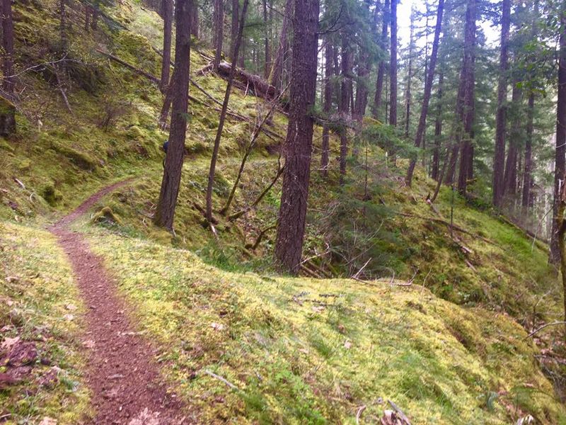 The Old-Growth Forest That Surrounds You
